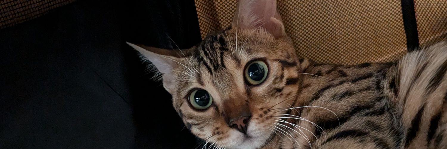 Bengal Cat　mimi　(ΦωΦ)'s banner