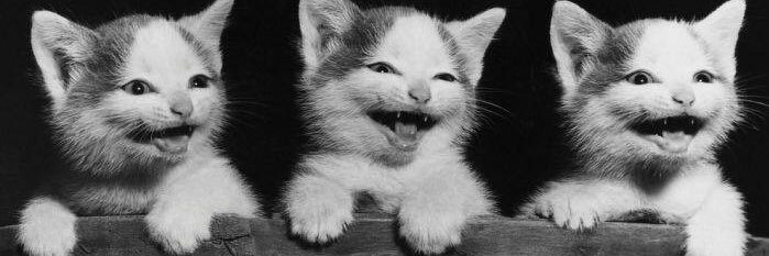 No Cats No Life's banner