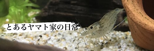 えびちゃん@ヤマトヌマエビ愛好家🦐's banner