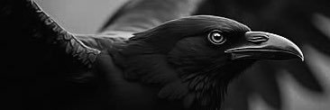 🐦‍⬛'s banner