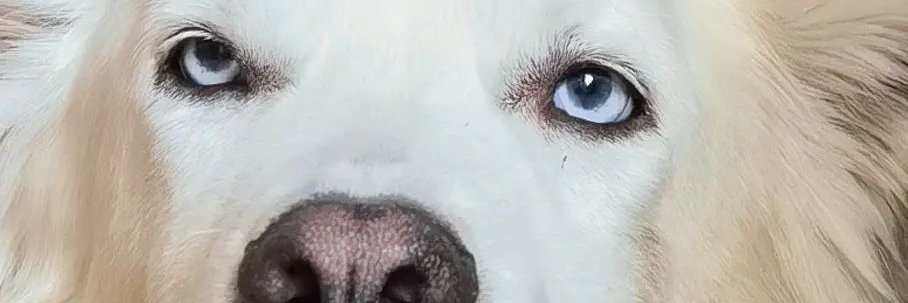 Klaras Name Promi MdI (Parodie)'s banner