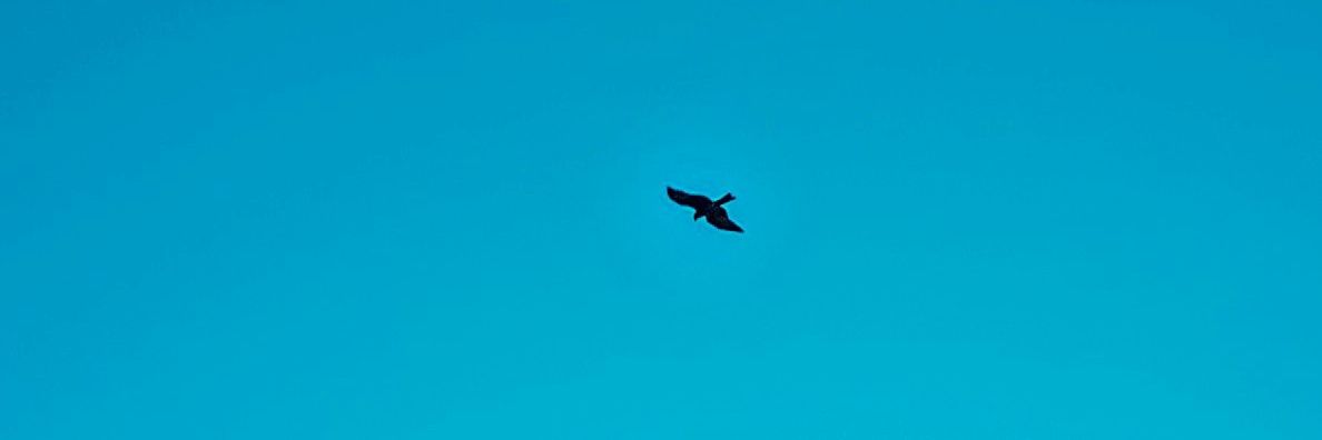 BlueSky NFT's banner