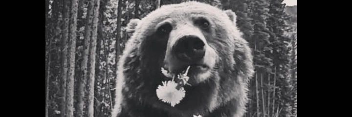 ASLI⁰⁰⁰⁹'s banner