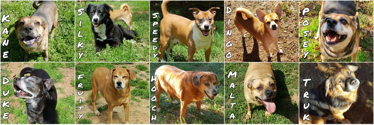 Twelve Tail's Sanctuary For Dog's's banner