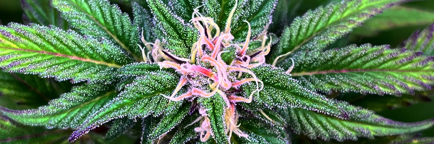 Dra Weed's banner