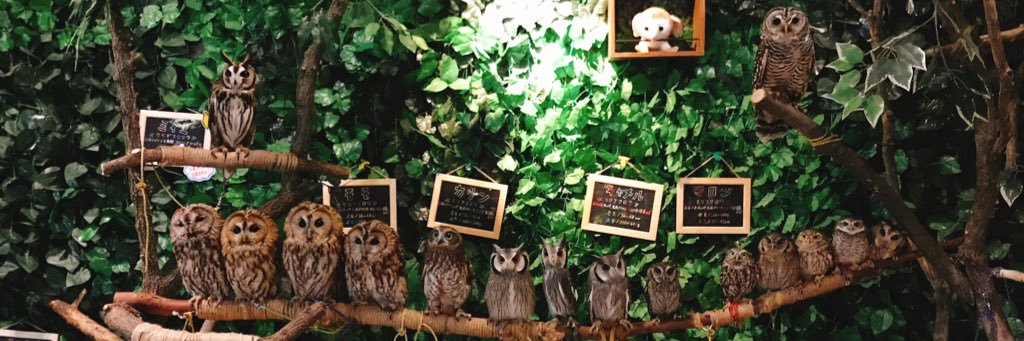 ふくろうカフェ楽園【公式】's banner