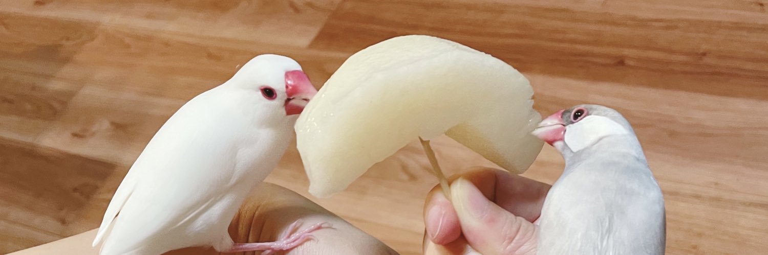八千代さんとみやびちゃん's banner