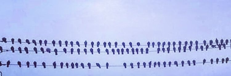 Cemal Can's banner
