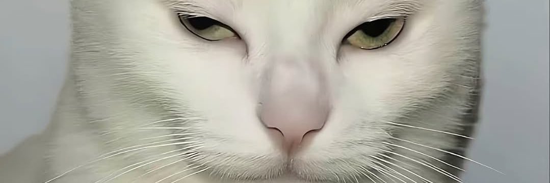 Tigerx.fei's banner