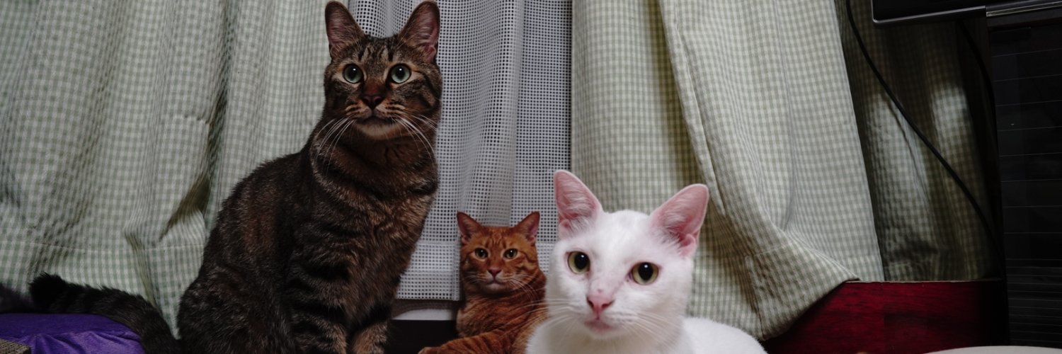 ねこかます's banner
