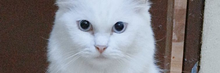 Kitty dan kawan2 🐱's banner