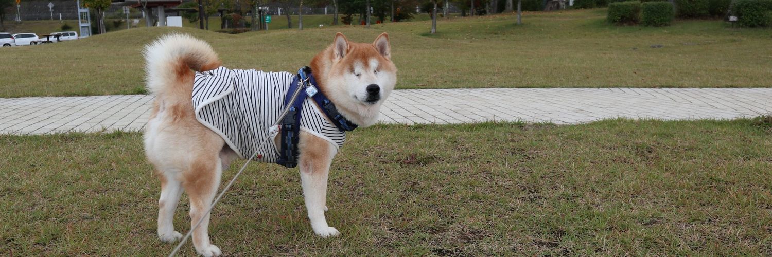 柴犬ウィッシュ&柴犬ホップ's banner