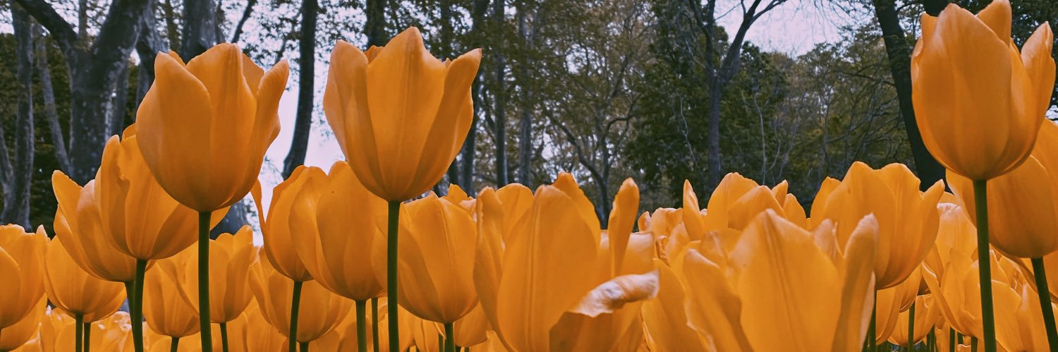 فاطِمة رملاوي's banner