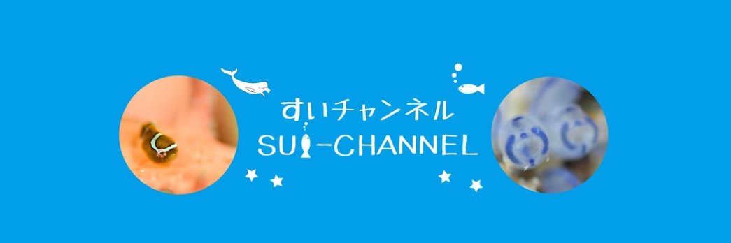 スイチャンネル/🐡水中系Youtuber🎦's banner