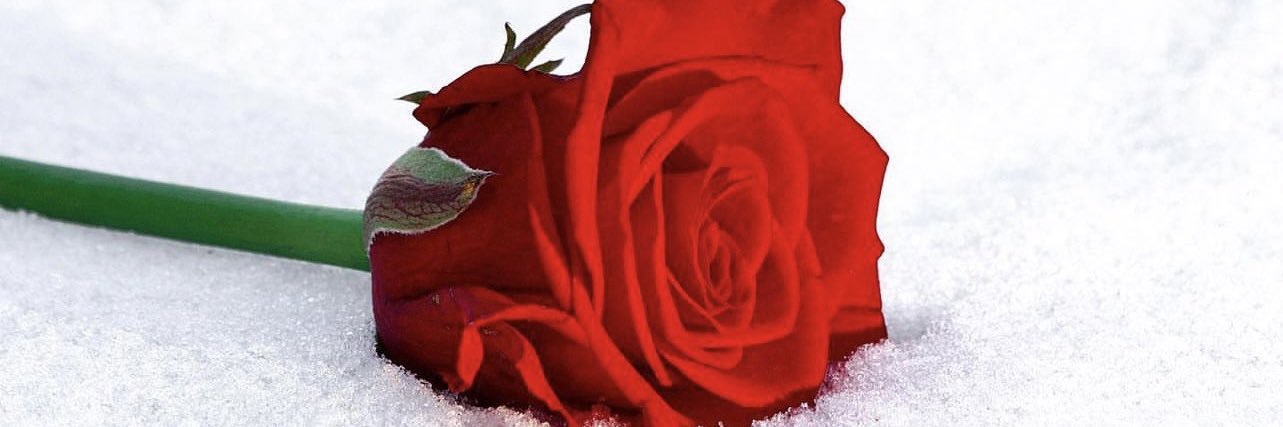 أ/ وداد الرشود 🌹 وقل رب زدني علماً 💚's banner