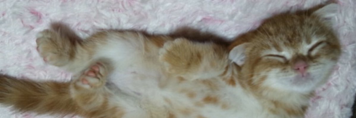 ココにん's banner