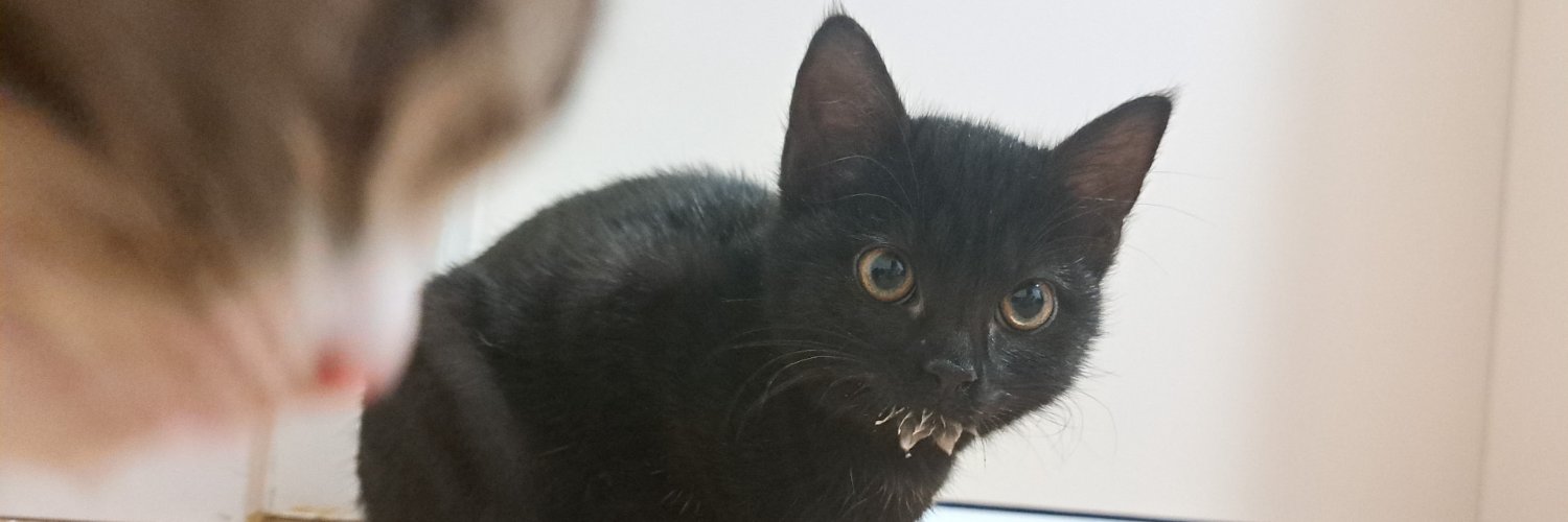 Kat 🐈‍⬛'s banner