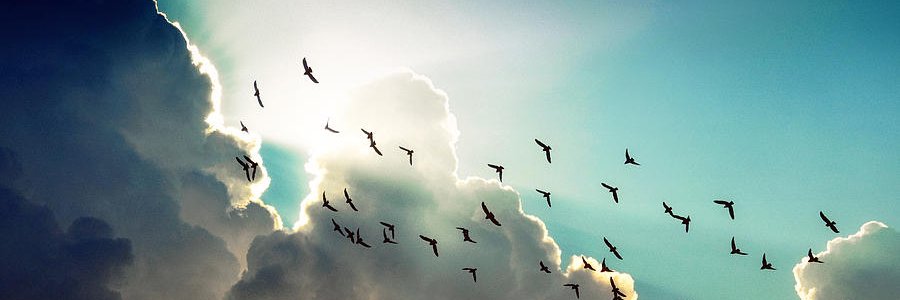 بدر بن محمد البلوي's banner