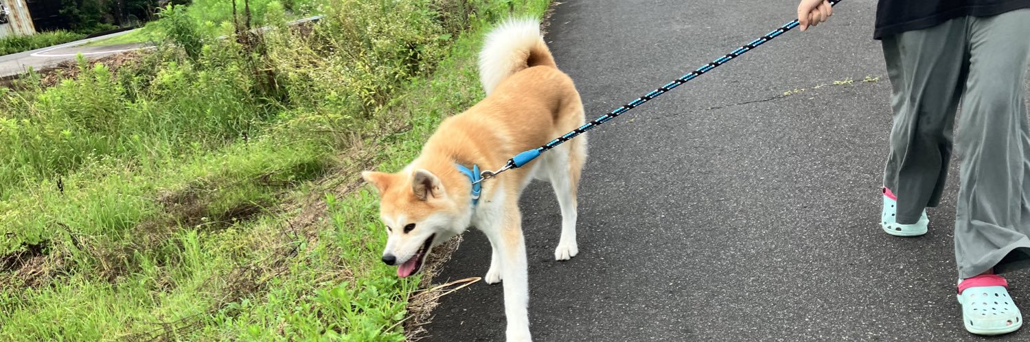 秋田犬『あやめ』's banner
