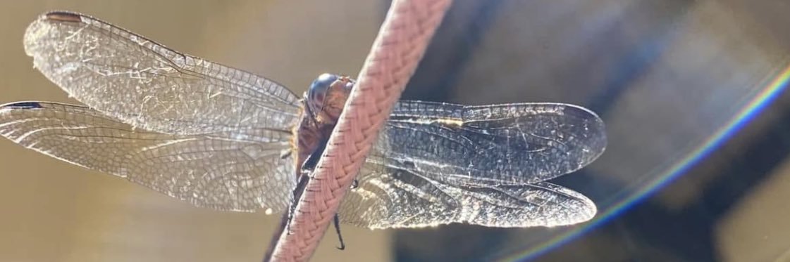 Dragonfly 🧚🏻‍♀️✨🪩💛's banner