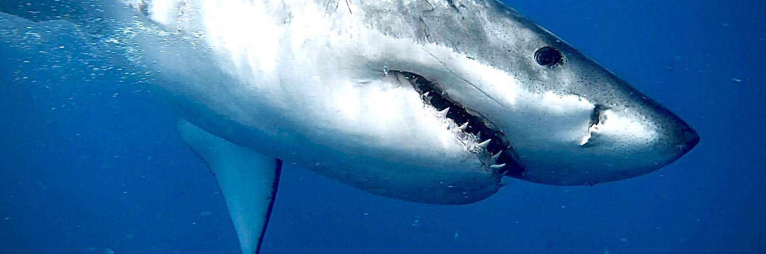 White Shark Ocean's banner