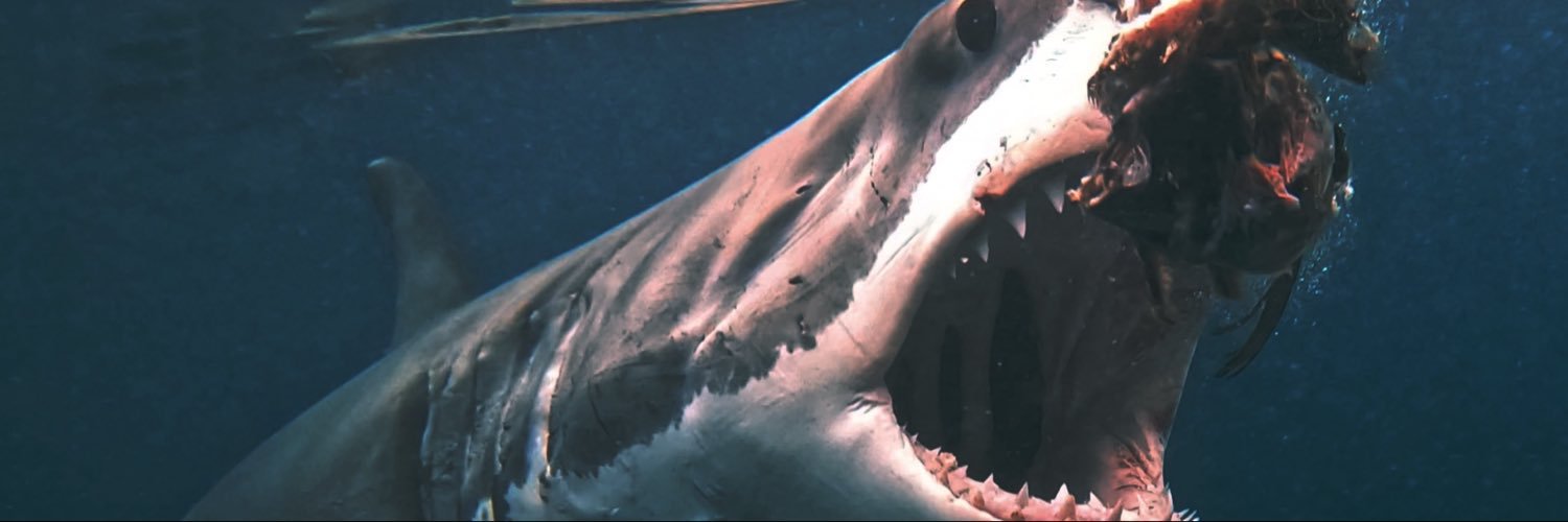 White Shark Ocean's banner