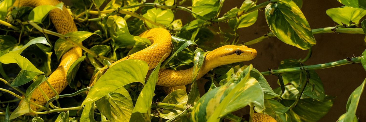 serpente⁷ ☆'s banner