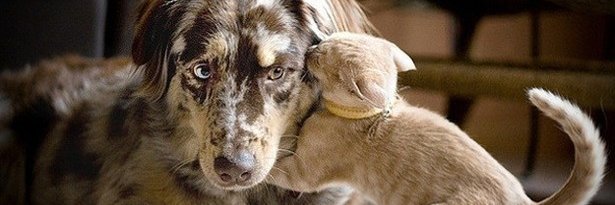 🌏 Planète Animaux's banner