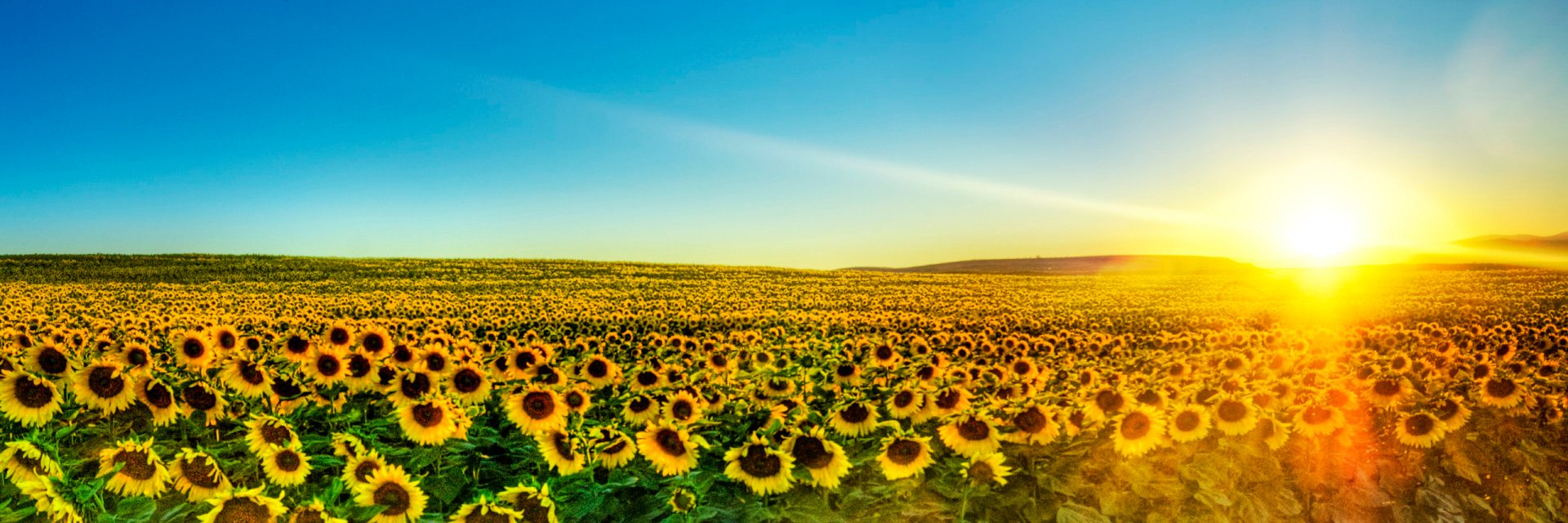 Тата's banner