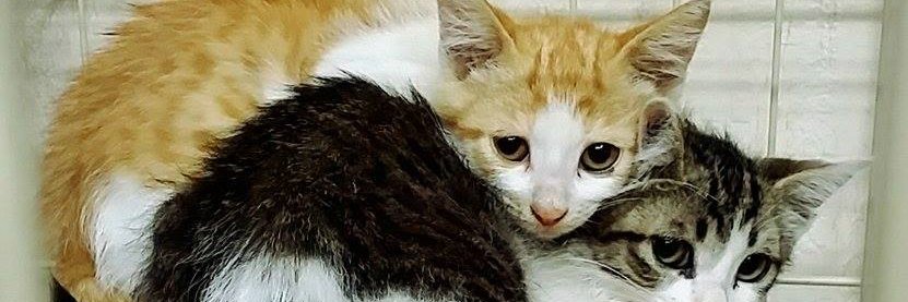 NPO法人 動物福祉団体 城下町にゃんこの会和歌山's banner