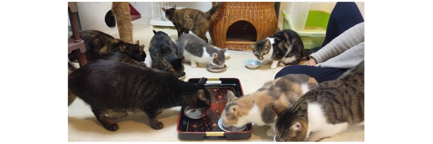 とくたけ純平（市川市議会議員・無所属）/保護猫活動家/ベジタリアン/アライ/市川市/徳武純平's banner
