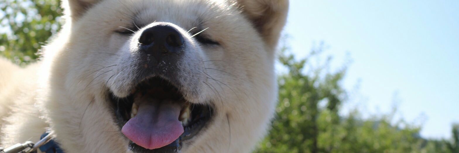 とある秋田犬のムック's banner