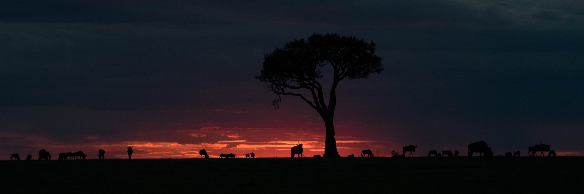 Mara Hyena Project's banner