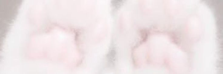 メスガキ５ちゃん's banner