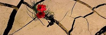 احمد هوشی's banner