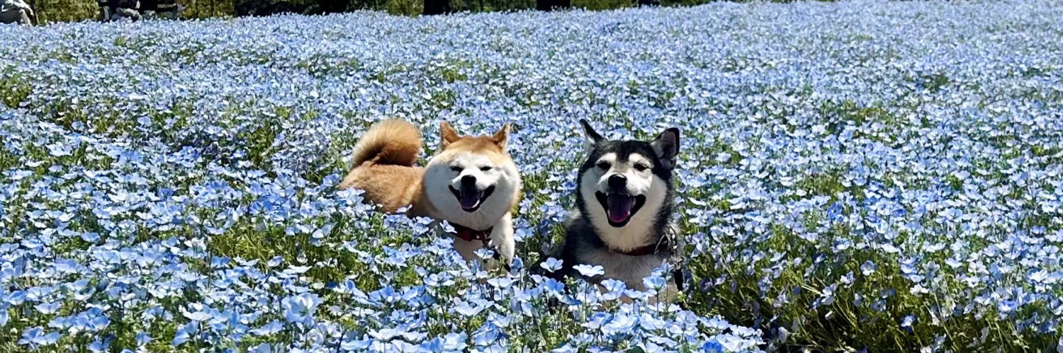 もふもふパラダイス's banner