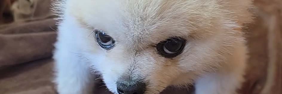 雪那's banner