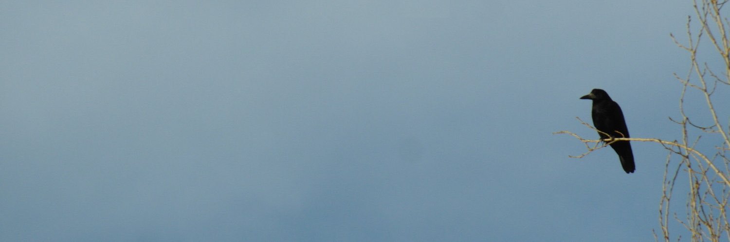 ساری پیشیک's banner