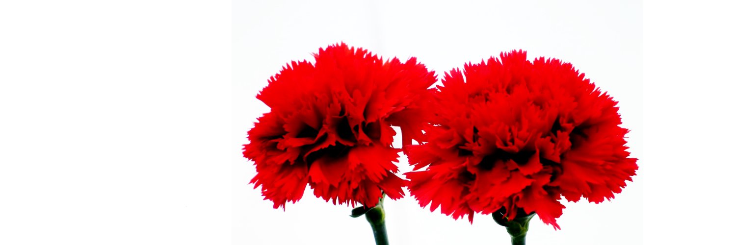 Uma Página's banner