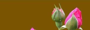 Priya dharshini's banner