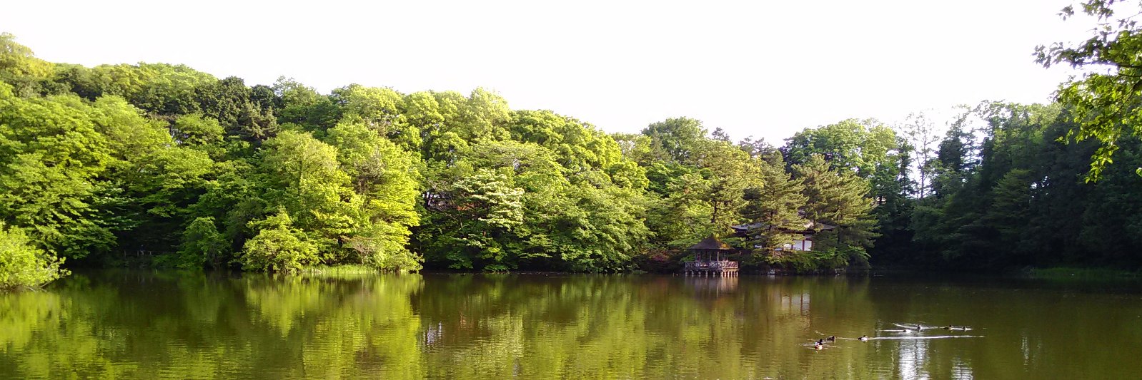 都立石神井公園's banner