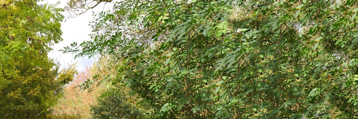 Ismael Canal's banner