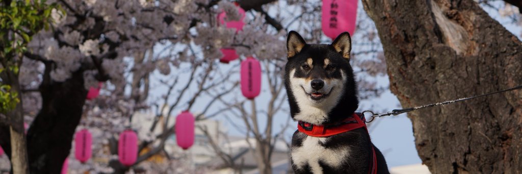 柴犬 お市さん's banner