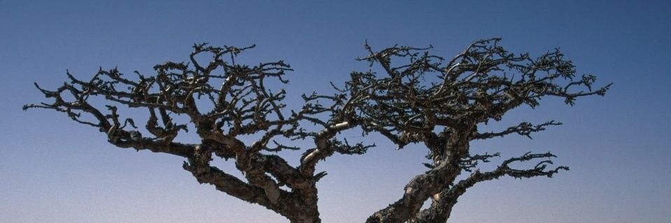 د/منى سالم جعبوب's banner