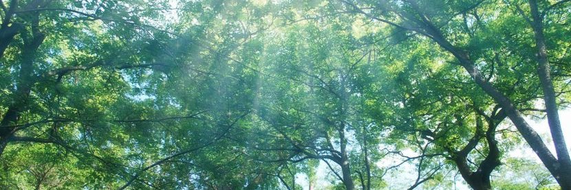 Memo's banner
