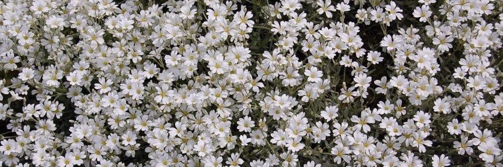 daisy 𐦍's banner