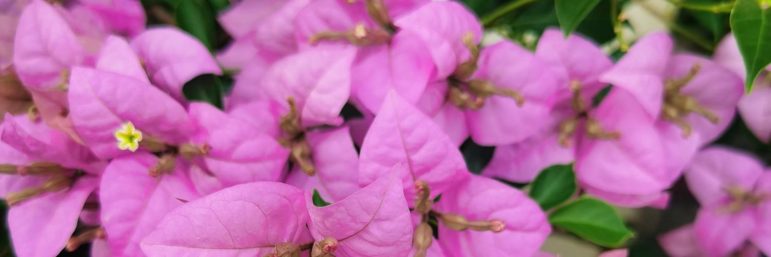 🌸 Edge Sheeran 🌸's banner