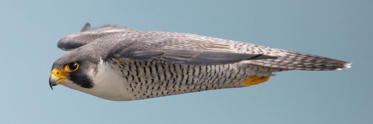 Ёст Аагий's banner