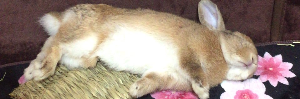 立ち耳ロップのきなこ's banner