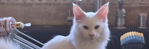 🐈🔫 Kat Gunn's banner